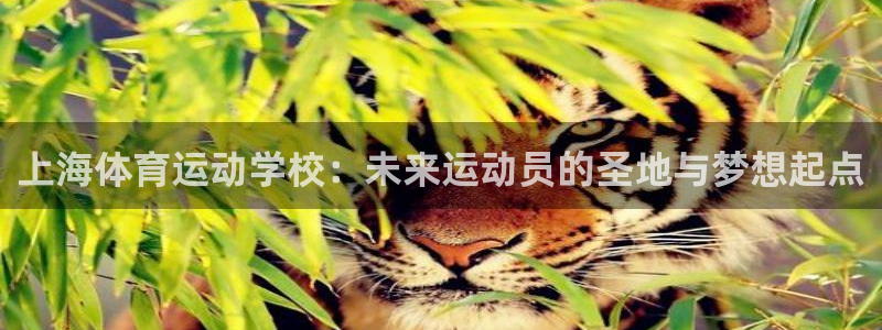 必一运动体育官网：上海体育运动学校：未来运动员的圣地与梦想起点